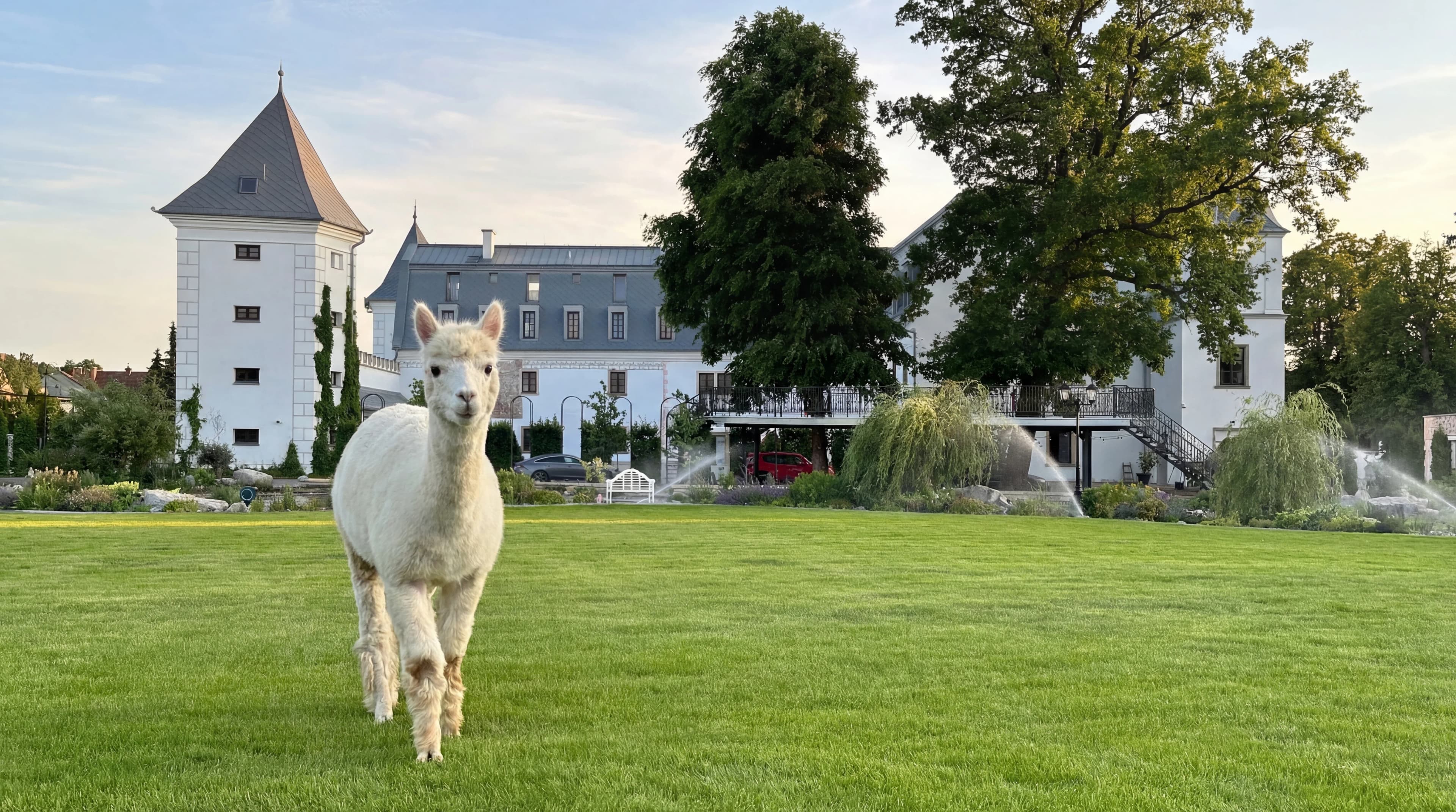 Alpaky v parku kaštieľa